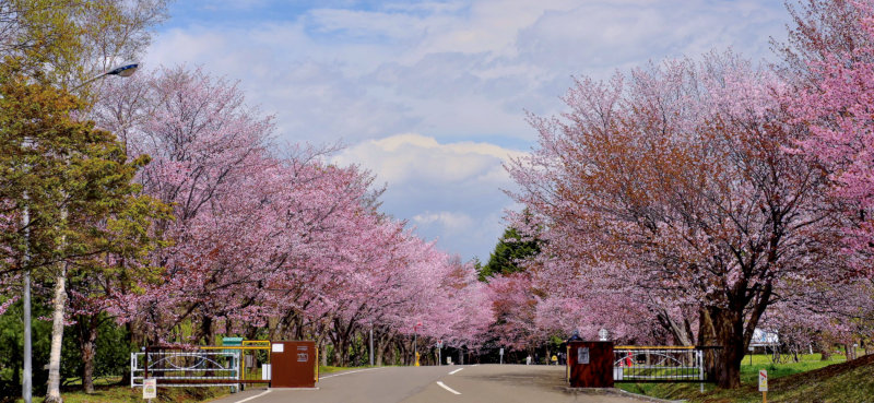 札幌市森林総合研究所の桜