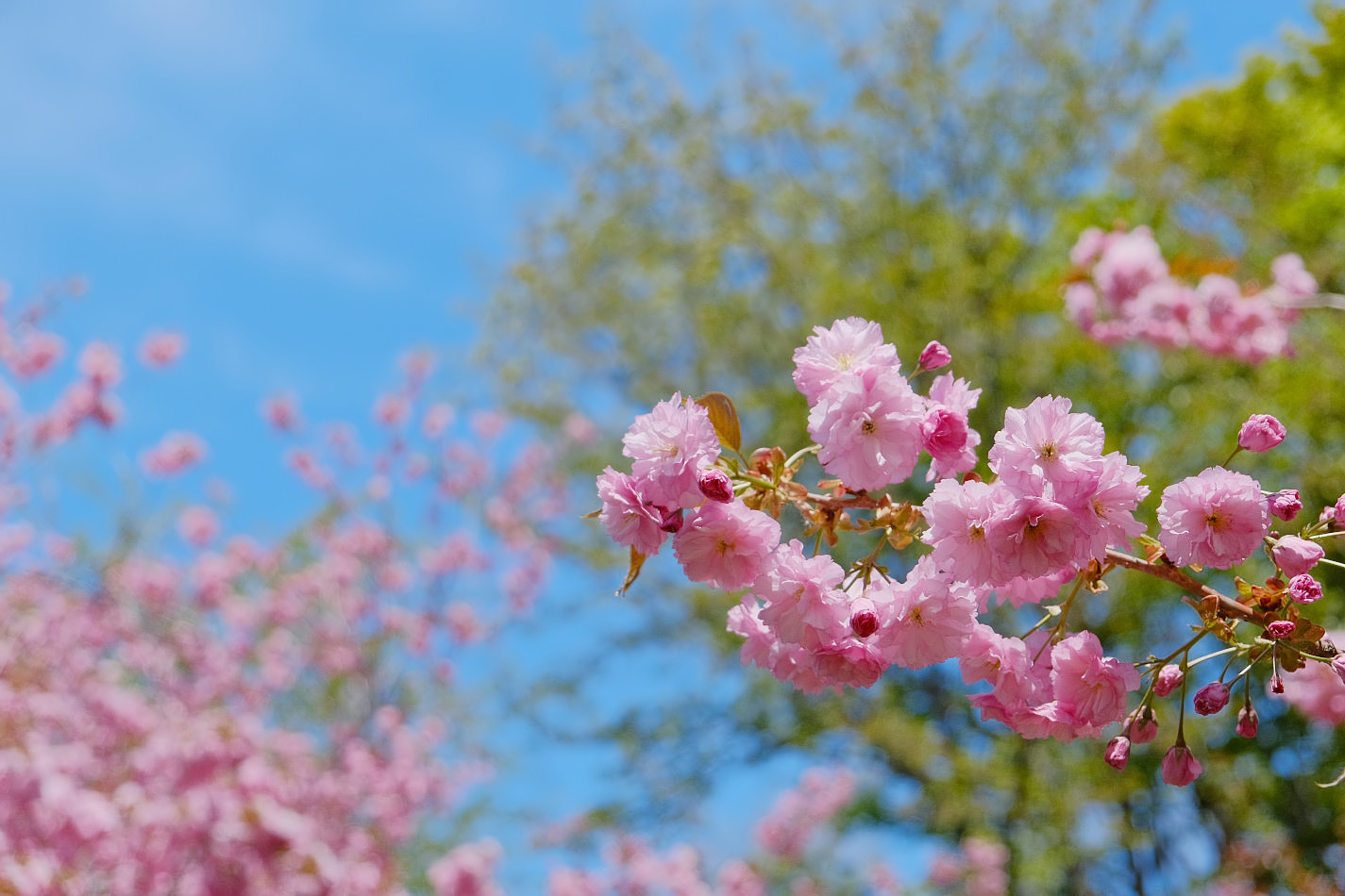 真駒内公園、八重桜