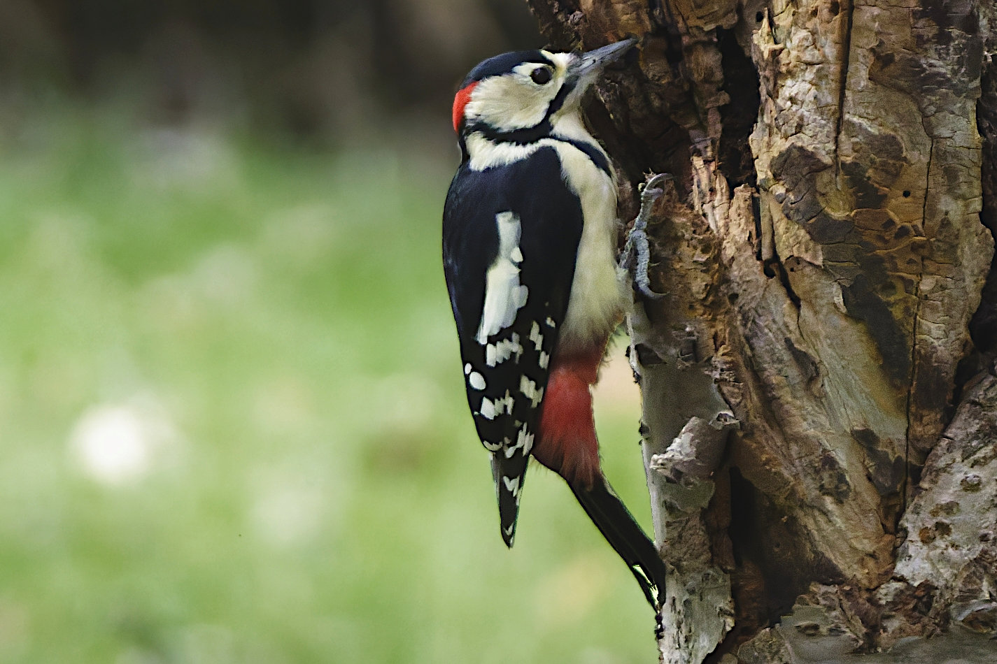 キツツキ科の野鳥写真