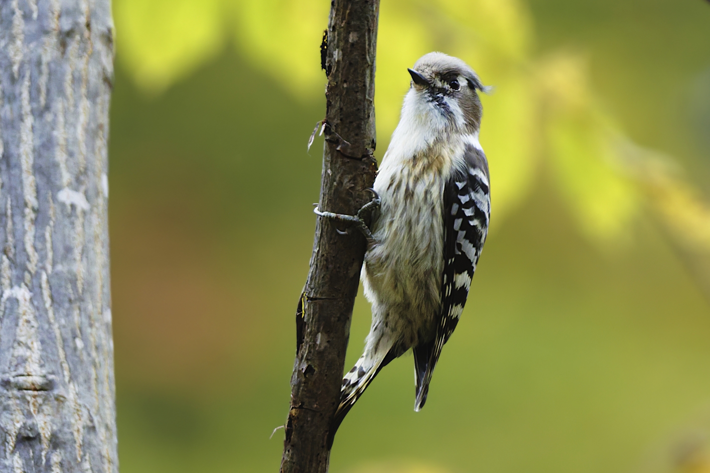 キツツキ科の野鳥写真