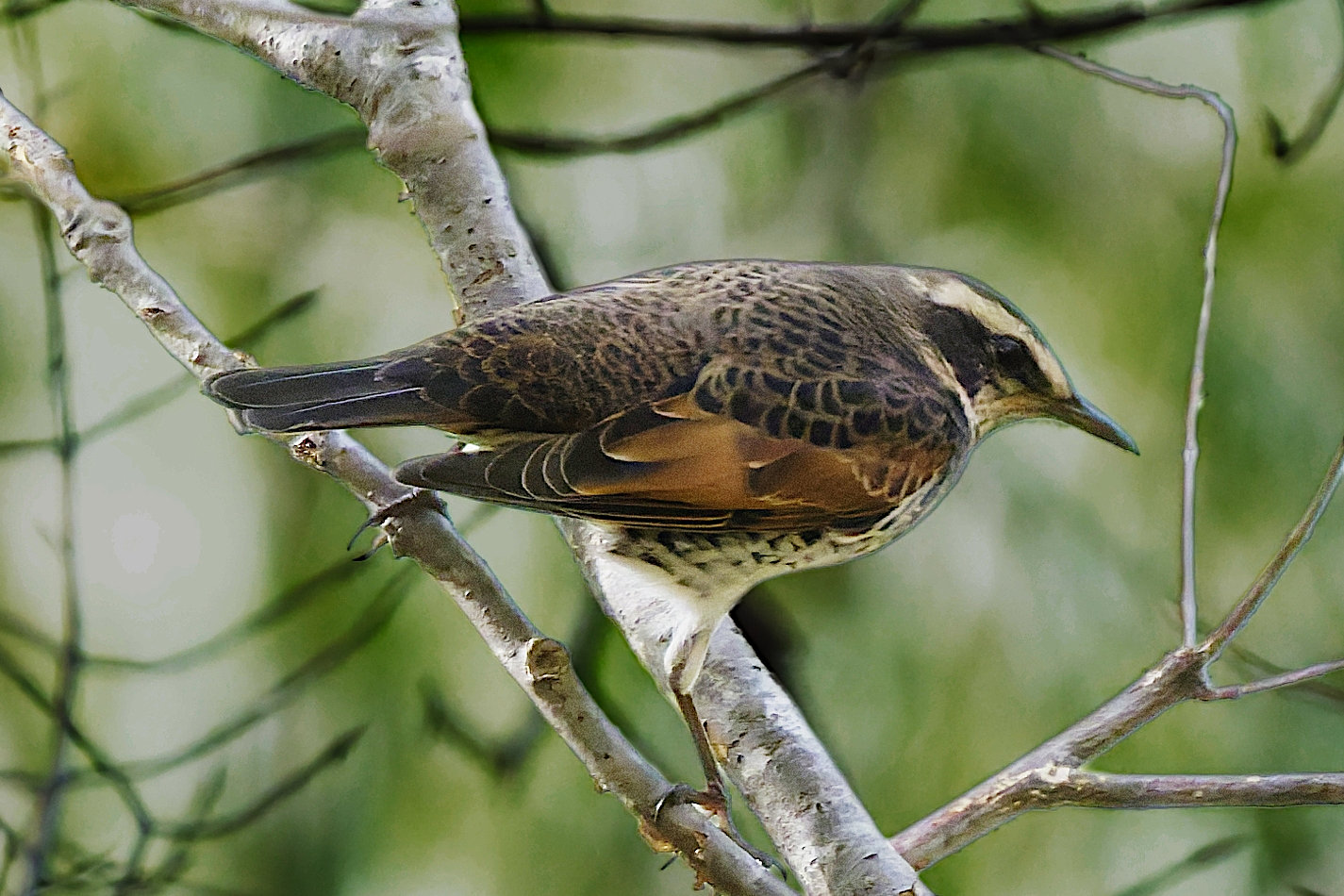 動物たちの写真や動画(10月～12月)