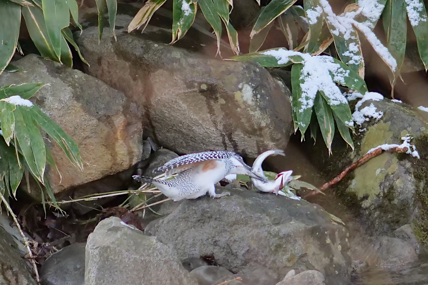 真駒内川：ヤマセミの採餌