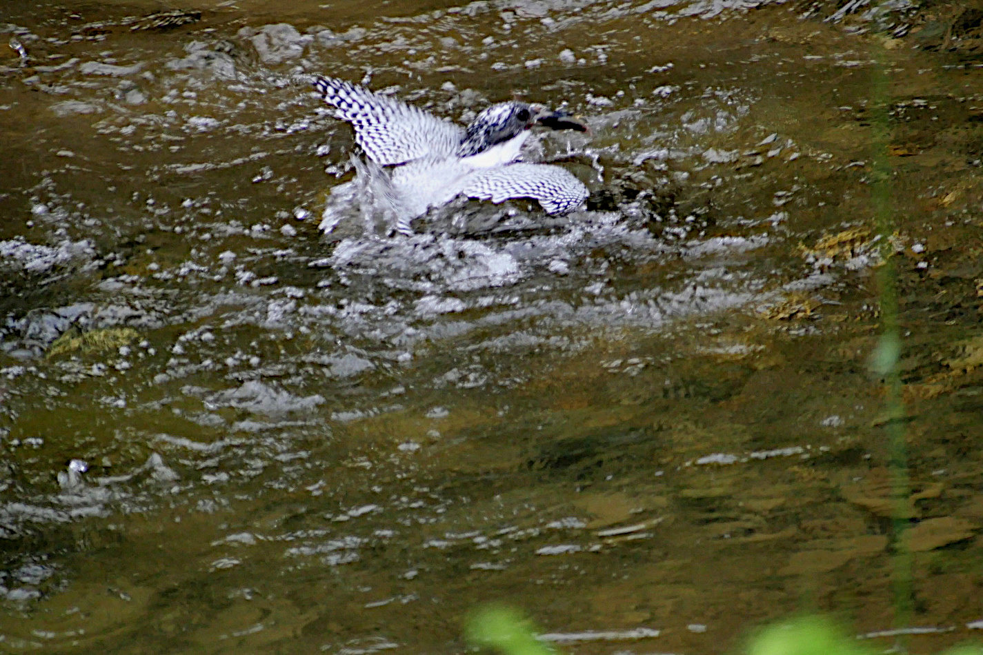 真駒内川：ヤマセミが山女魚をゲット