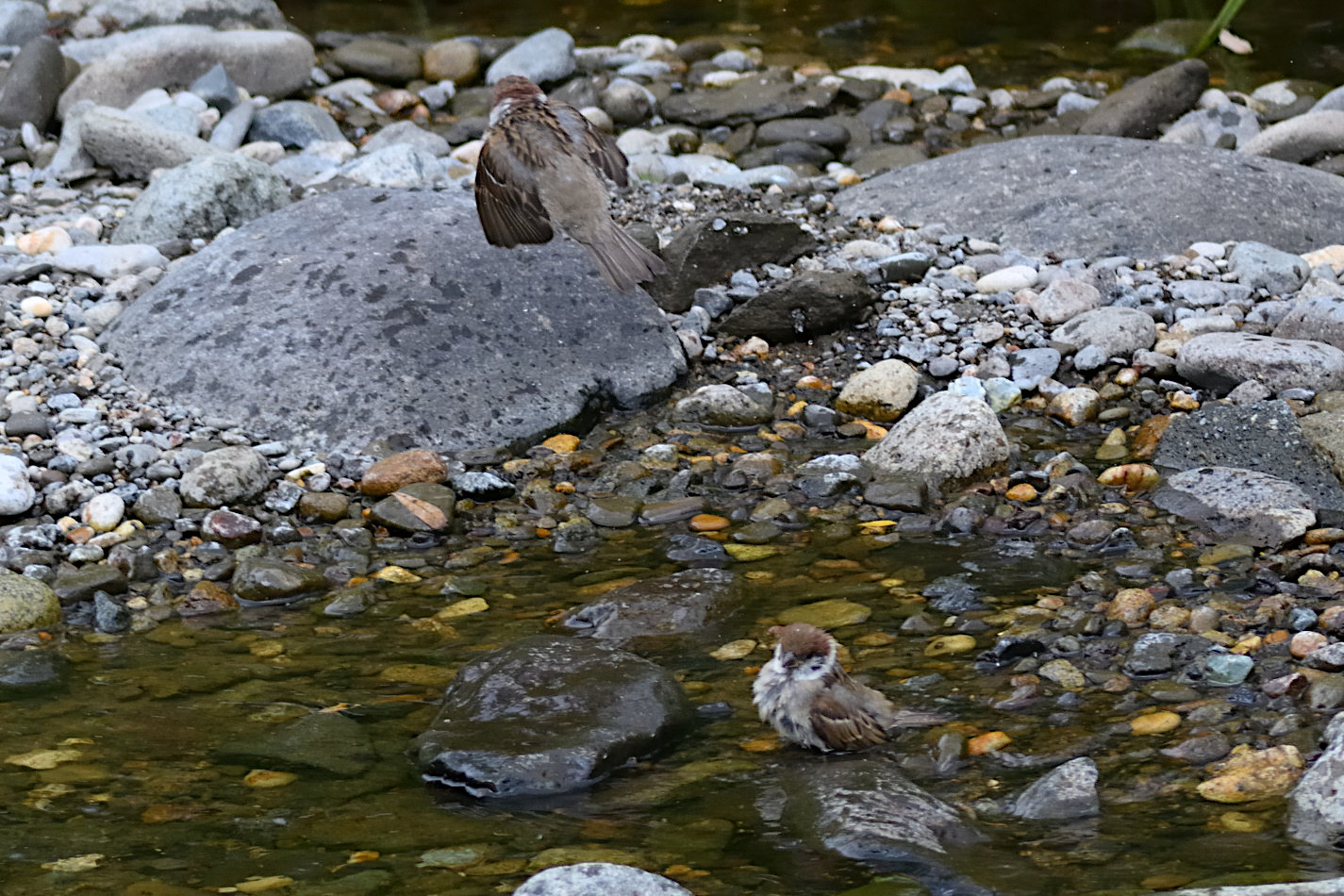 真駒内川：スズメたちの水浴び2