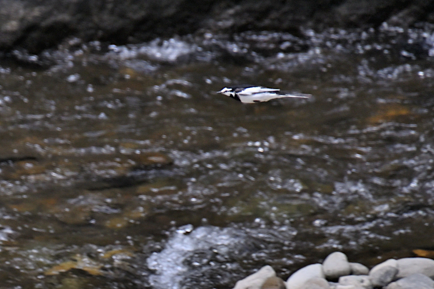 真駒内川の直ぐ上を飛翔するハクセキレイ
