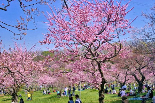 札幌市平岡公園の梅